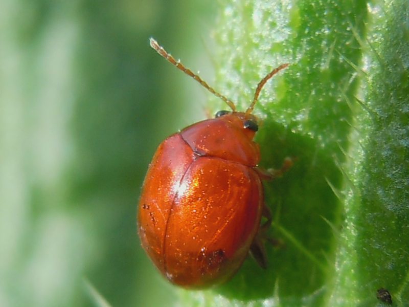 ..su un cardo...: Sphaeroderma rubidum